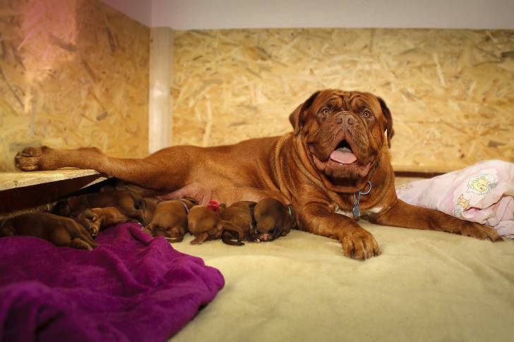 Une femelle Dogue de Bordeaux allaite ses petits
