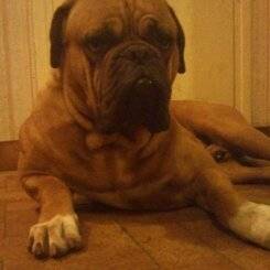 Chien de Mike - Dogue de Bordeaux Mâle (Autre)