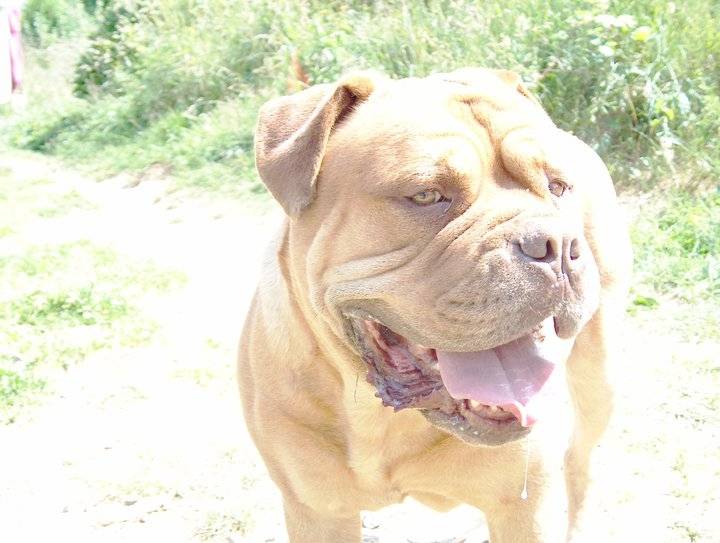 Tyson - Dogue de Bordeaux Mâle (6 ans)