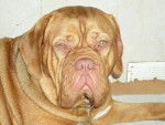 Neska - Dogue de Bordeaux Femelle (5 ans)