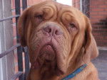 Hurricane - Dogue de Bordeaux Femelle (2 ans)