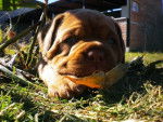 Alex - Dogue de Bordeaux Mâle (5 mois)