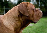 Dogue de Bordeaux - Dogue de Bordeaux