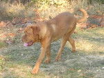 Atika dogue de bordeaux 7 mois - Dogue de Bordeaux (7 mois)