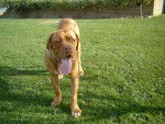 chado (dogue de bordeaux) - Dogue de Bordeaux