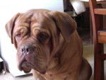 Ufana, dogue de bordeaux - Dogue de Bordeaux