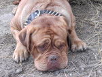 Ufana, dogue de bordeaux - Dogue de Bordeaux