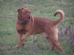 dogues de bordeaux - Dogue de Bordeaux