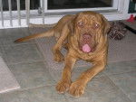 Dogue de Bordeaux - Dogue de Bordeaux