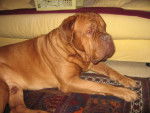 dogue de bordeaux oscar - Dogue de Bordeaux