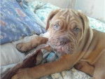 dogue de bordeaux caid - Dogue de Bordeaux