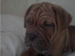 dogue de bordeaux caid - Dogue de Bordeaux