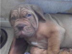 dogue de bordeaux caid - Dogue de Bordeaux
