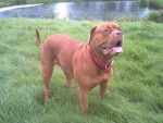 diams dogue de bordeaux - Dogue de Bordeaux