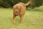 dogue de bordeaux bingo de la demeure combreenne - Dogue de Bordeaux