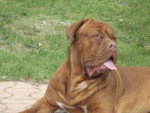 dogue de bordeaux ben dit bouba du domaine de couroules - Dogue de Bordeaux