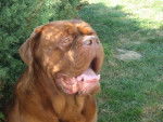 dogue de bordeaux eros de la demeure combreenne - Dogue de Bordeaux