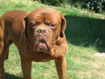 dogue de bordeaux EROS de la demeure combreenne - Dogue de Bordeaux