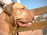Quel profile ! - Dogue de Bordeaux (9 mois)