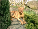 Vidocq - Dogue de Bordeaux