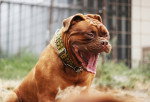 Photo Dogue de Bordeaux