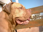 Photo Dogue de Bordeaux