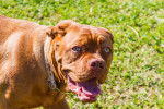 Photo Dogue de Bordeaux