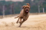 Photo Dogue de Bordeaux