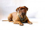 Photo Dogue de Bordeaux