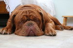Photo Dogue de Bordeaux