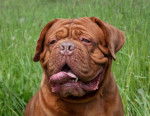 Photo Dogue de Bordeaux