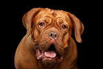 Photo Dogue de Bordeaux