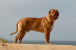 Photo Dogue de Bordeaux