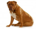 Photo Dogue de Bordeaux