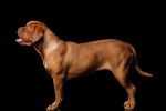 Photo Dogue de Bordeaux
