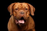 Photo Dogue de Bordeaux