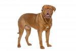 Photo Dogue de Bordeaux