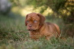 Photo Dogue de Bordeaux