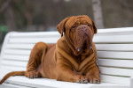 Photo Dogue de Bordeaux