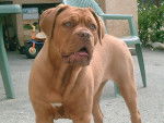 DECIBEL - Dogue de Bordeaux Femelle (5 mois)