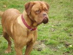 Rio - Dogue de Bordeaux Mâle (1 an)
