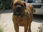 Gaya - Dogue de Bordeaux Femelle (11 mois)