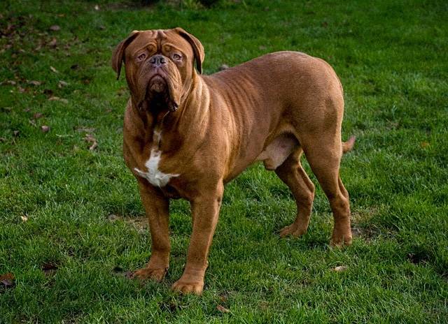 Dogue de Bordeaux - Dogue de Bordeaux