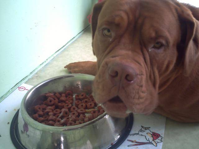 diams dogue de bordeaux - Dogue de Bordeaux