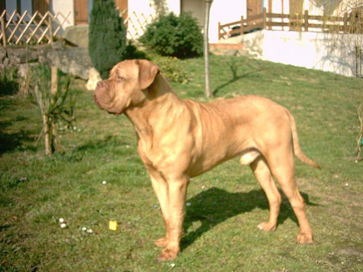 Vidocq - Dogue de Bordeaux