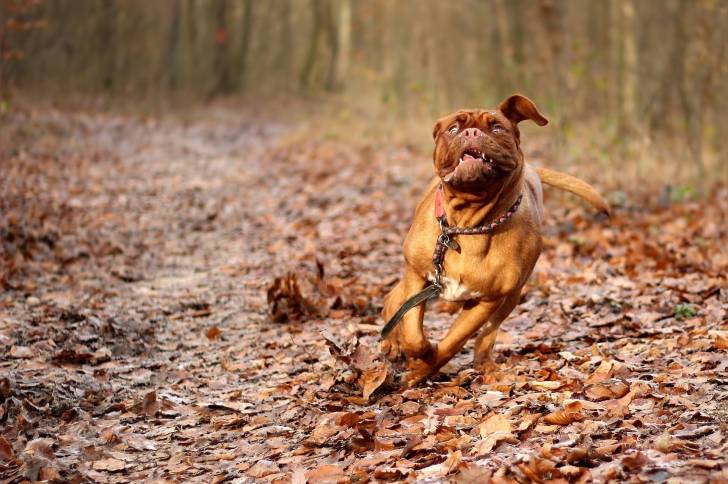 Photo Dogue de Bordeaux