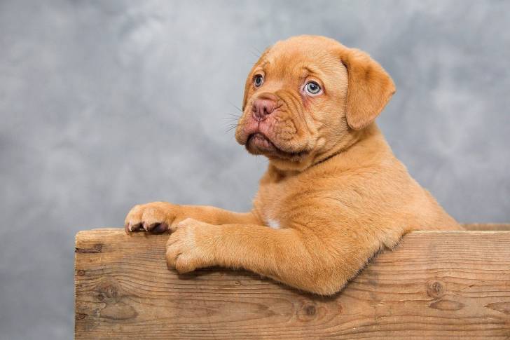 Photo Dogue de Bordeaux