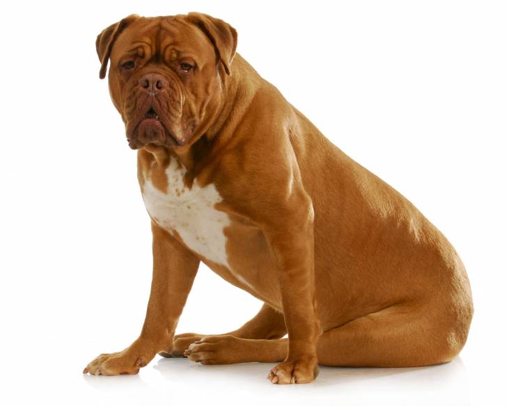 Photo Dogue de Bordeaux