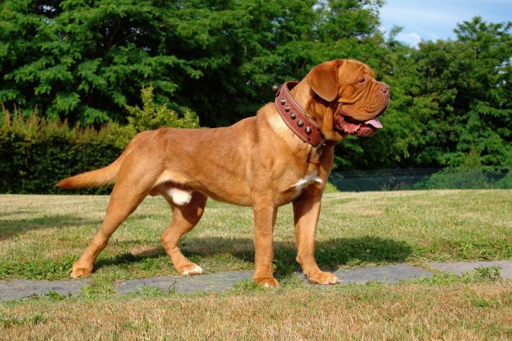 Photo Dogue de Bordeaux