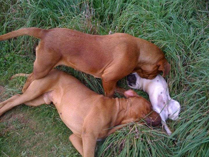 rock/duchesse/dayli - Dogue de Bordeaux Mâle (3 ans)